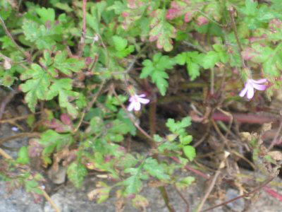 Geranium Robertianum (Năpraznic) — floare roz-violacee
